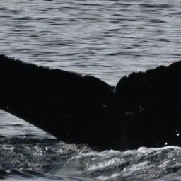 Fluke of 161435