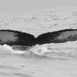 Fluke of CRC-16385