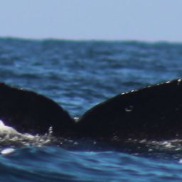 Fluke of FIBB-3BB111
