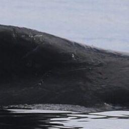 Fluke of 2026 calf of Scoop