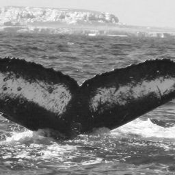 Fluke of Splash