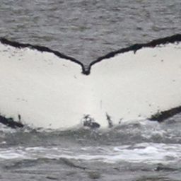 Fluke of AHWC-4422