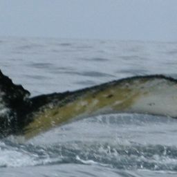 Fluke of AHWC-4522