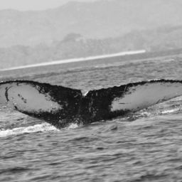 Fluke of FIBB-3BB277