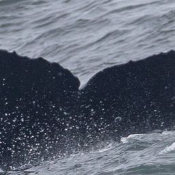 Fluke of 2025-2026 calf of Rip Curl