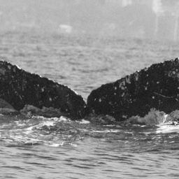 Fluke of CRC-20446
