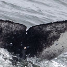 Fluke of 2025-2026 calf of CRC-17591