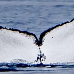 Fluke of 161908