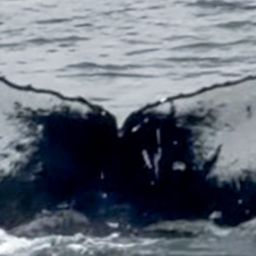 Fluke of 161909