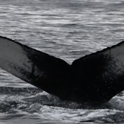Fluke of 161910