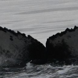 Fluke of 161911