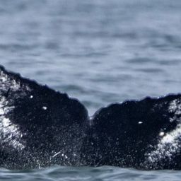 Fluke of 161913