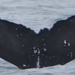 Fluke of 161914
