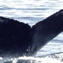 Fluke of 161915