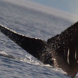 Fluke of 2026 calf of Nick