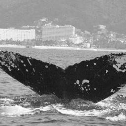 Fluke of CRC-19167