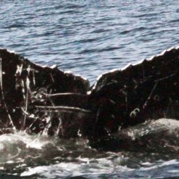 Fluke of CRC-11342