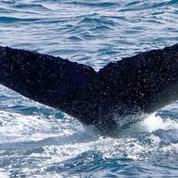 Fluke of AHWC-1615