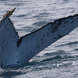 Fluke of 162111