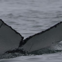 Fluke of 162125
