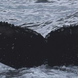 Whale fluke
