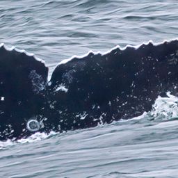 Fluke of 2026 calf of GWAK-P103