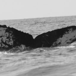 Fluke of CRC-17210