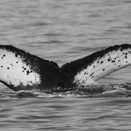 Fluke of CRC-19483