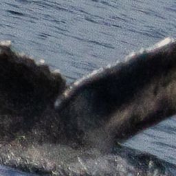 Fluke of 2026 calf of Ocean