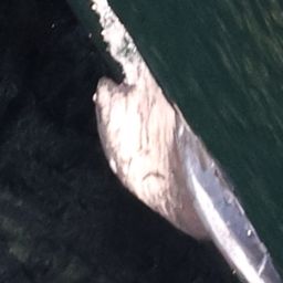 Fluke of 2026 calf of Telson
