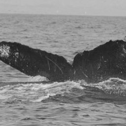 Fluke of CRC-12497