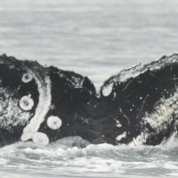 Fluke of CRC-18065