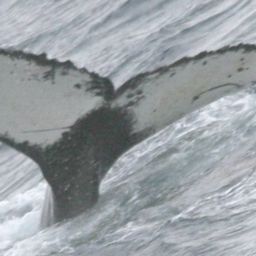 Fluke of AHWC-3015