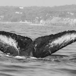 Fluke of FIBB-3BB032