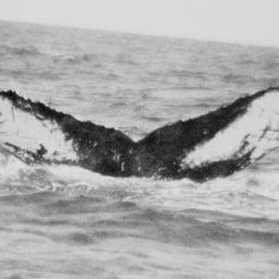 Fluke of FIBB-3BB041