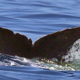 Fluke of CRC-11826