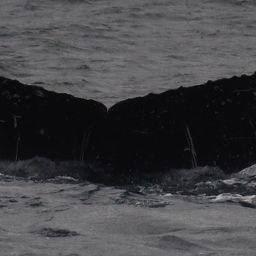 Whale fluke