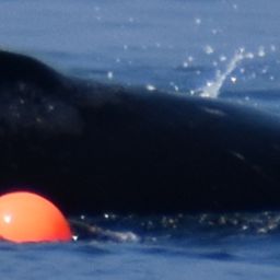 Fluke of 2026 calf of Tempest