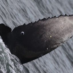 Fluke of 2026 calf of Lucky