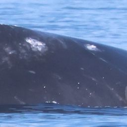 Fluke of 2026 calf of Harpy