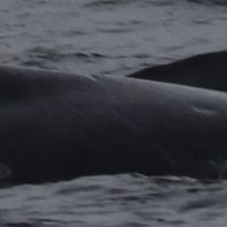 Fluke of 2026 calf of Smoke