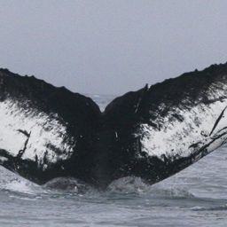 Fluke of AHWC-3022