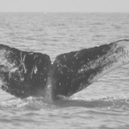 Fluke of CRC-21255