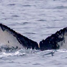 Fluke of 162847