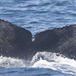 Fluke of 2025-2026 calf of CRC-17641