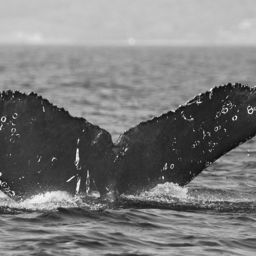 Fluke of CRC-11896