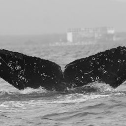 Fluke of FIBB-5BB709