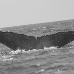 Fluke of CRC-20195