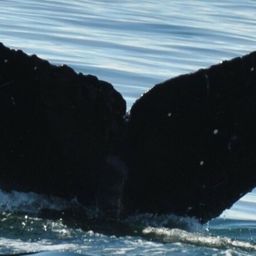 Fluke of CRC-17112