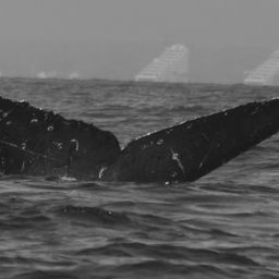 Fluke of CRC-13777